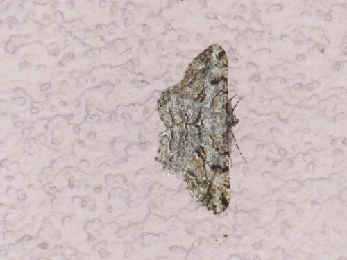 Peribatodes rhomboidaria
